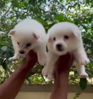 Order Female Pomeranian  Puppy from Bangalore